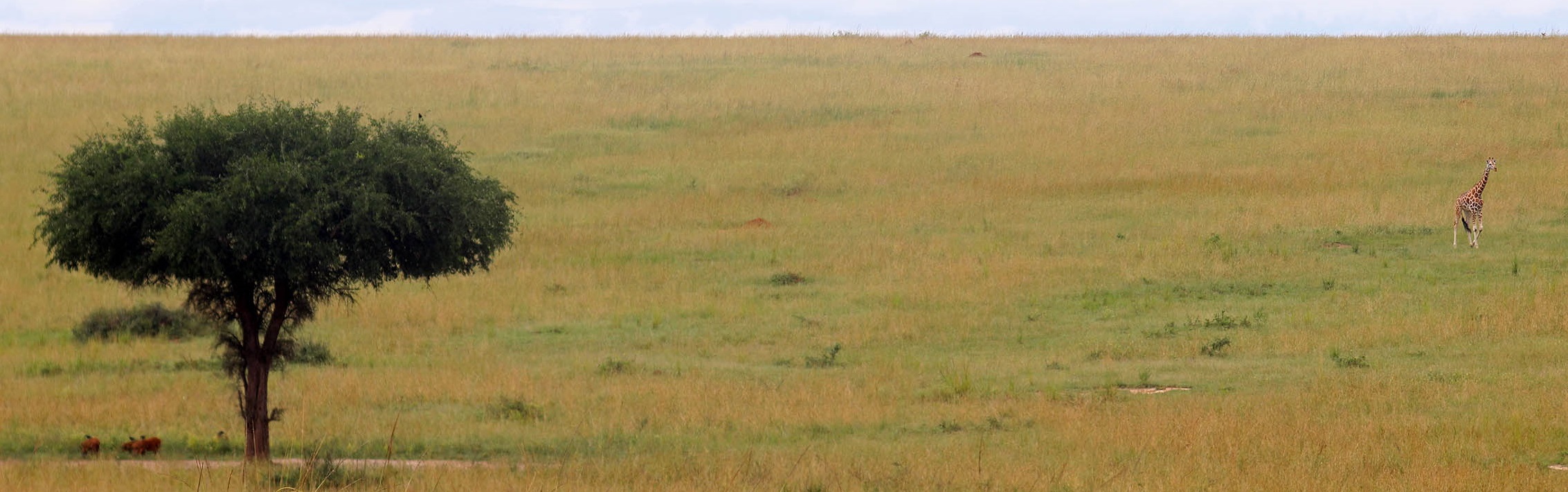 Pristine forest ecosystem