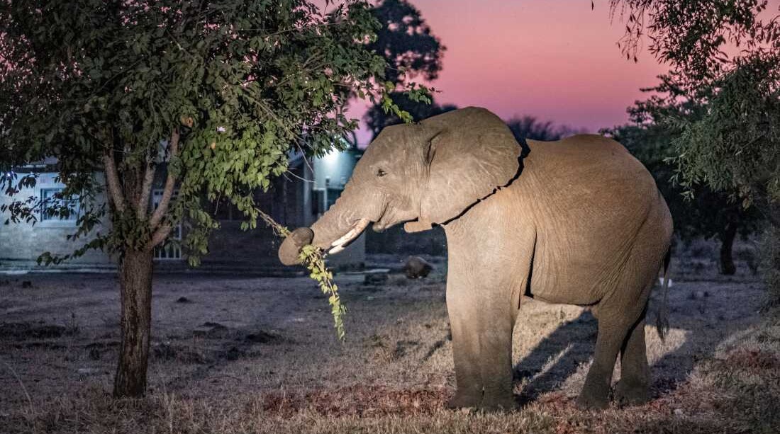 Climate Change Impact