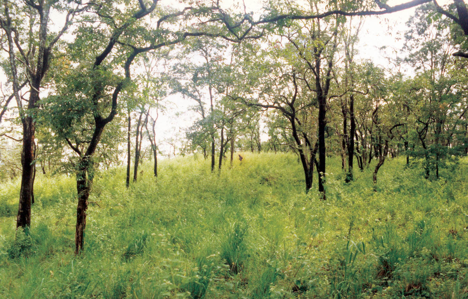Munyama Forest Reserve